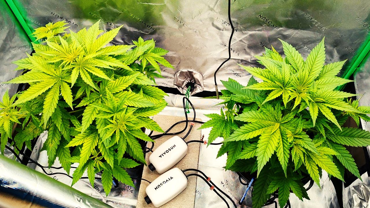 Vivosun DWC Hydroponic Bucket System Grow Series: Episode 2 - Vegetative Cycle
