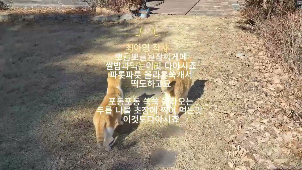 다!아시죠 ?#트롯 #귀촌생활