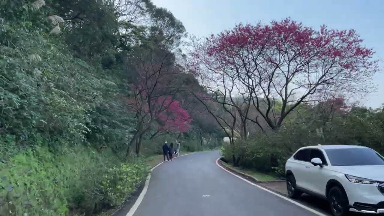 20260221 三芝櫻花道 @青山路