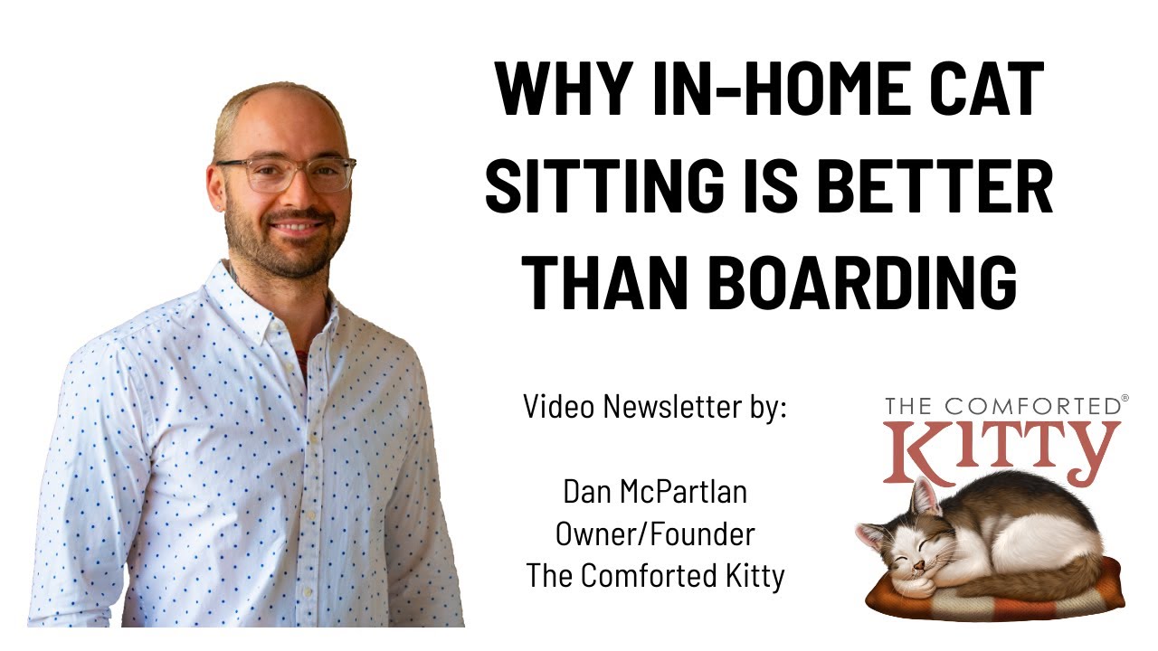 Why In-Home Cat Sitting is Better Than Boarding - The Comforted Kitty