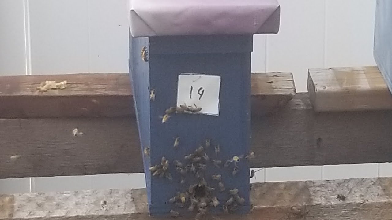 Making Splits: Two Frame Mini Nucs