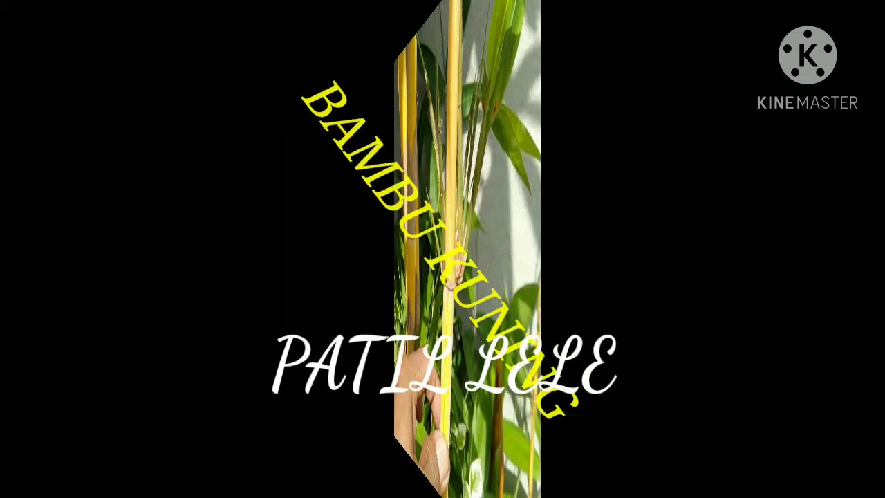 BAMBU PATIL LELE DIJAMIN KEASLIANNYA #bambuunik #bambupatillele #bambupetuk