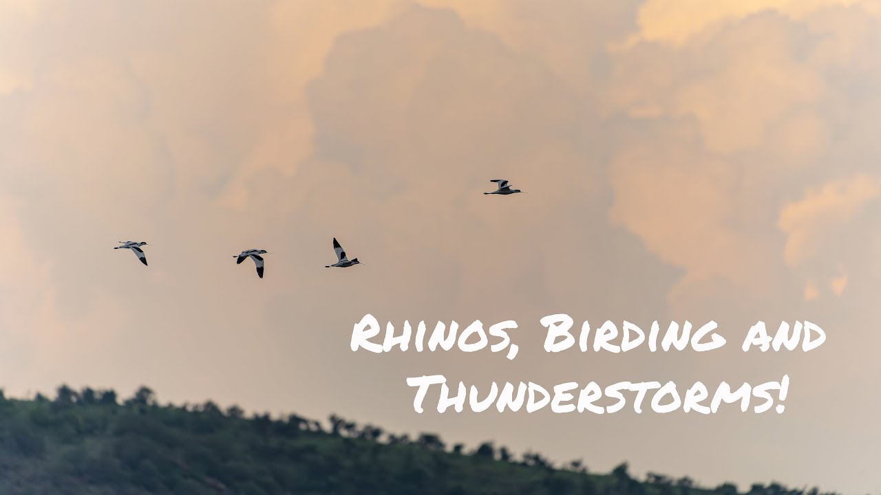 Quick birding trip to the Pilanesberg as a passenger with @pjandash