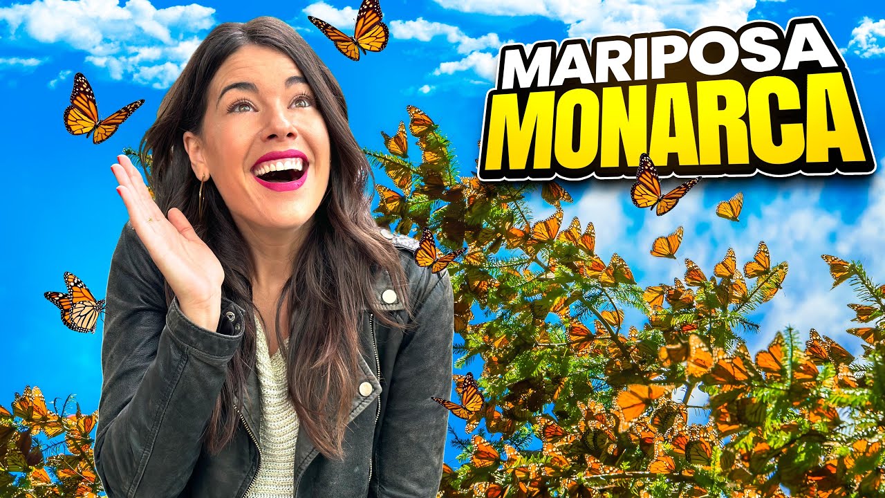 MARIPOSA MONARCA 🦋 Una MARAVILLA NATURAL de MEXICO *4K