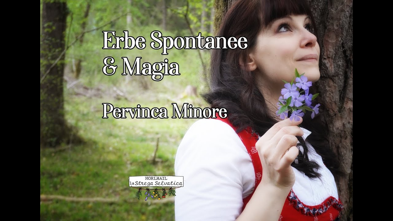 Pervinca Minore - Erbe Spontanee & Magia