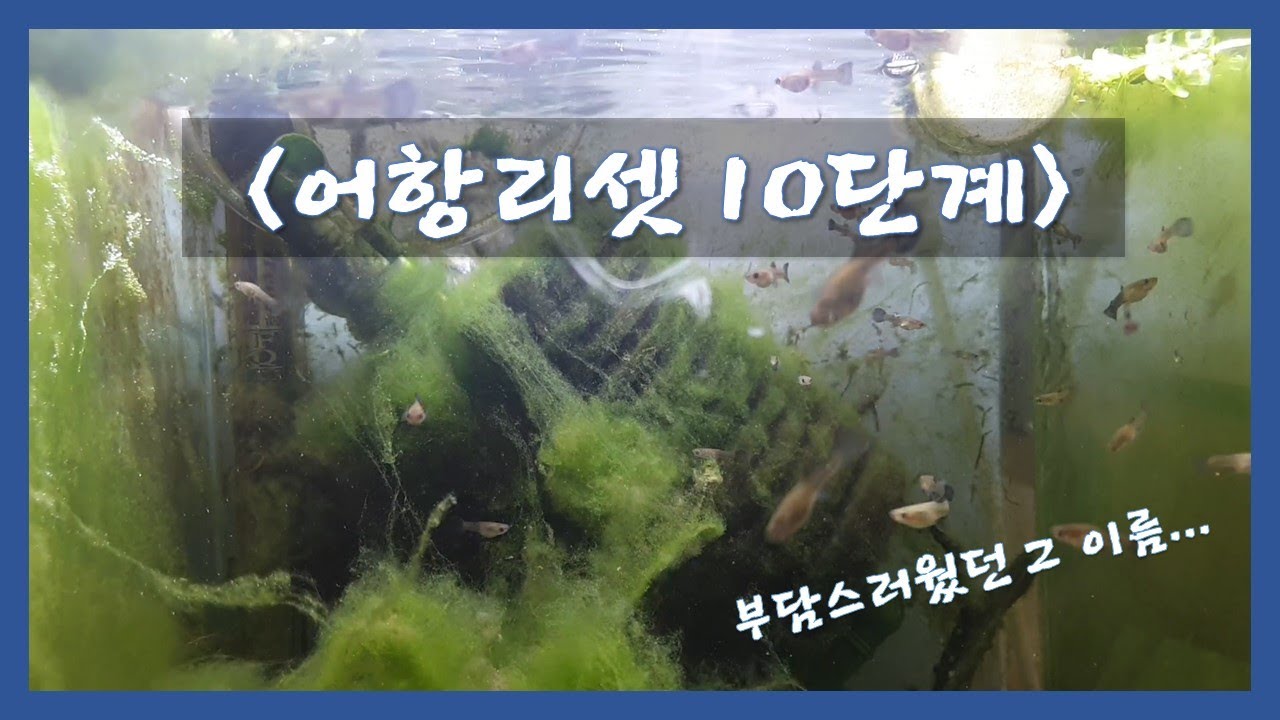 어항리셋 10단계 | 30큐브 | 초보자들도 쉽게 할 수 있는 리셋 | [물생활] 1탄