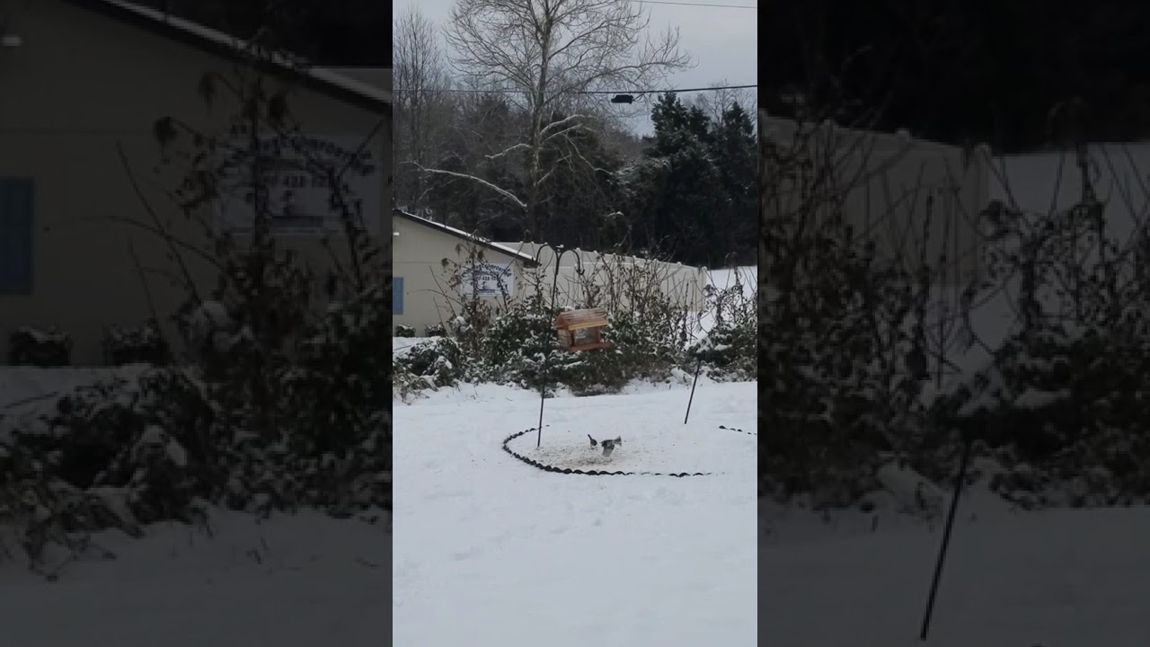 Recorded February 18, 2021! Busy day at the bird feeder! Historic levels of snow!