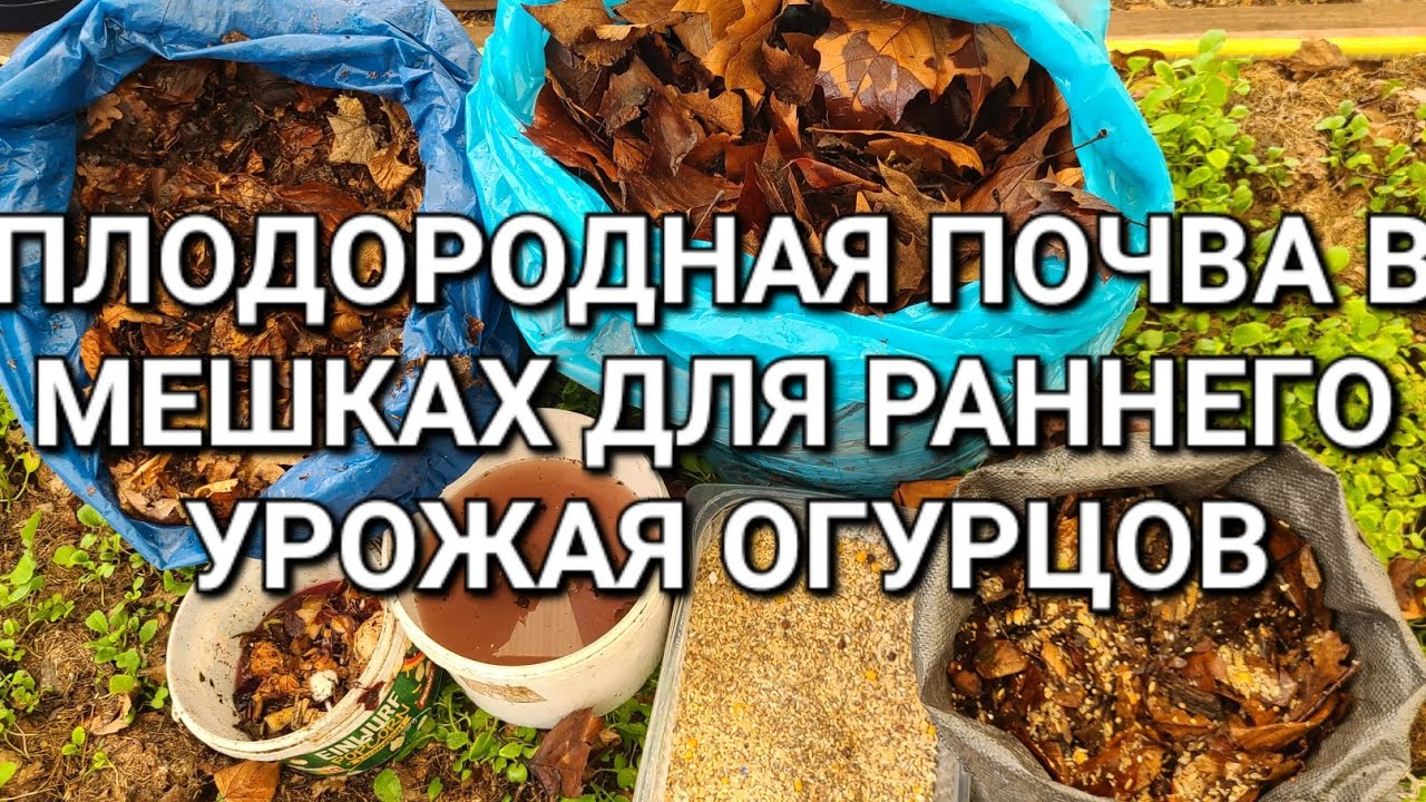 Подготавливаю мешки с органикой для раннего урожая огурцов.