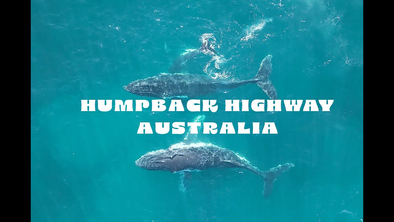 Humpback highway east Australian coast - DJI cinematic drone 4K whale watching 
