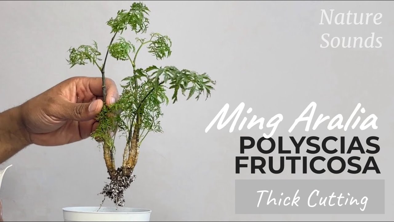 Propagating Thick Ming Aralia Cutting, Polyscias Fruticosa, Jan2024