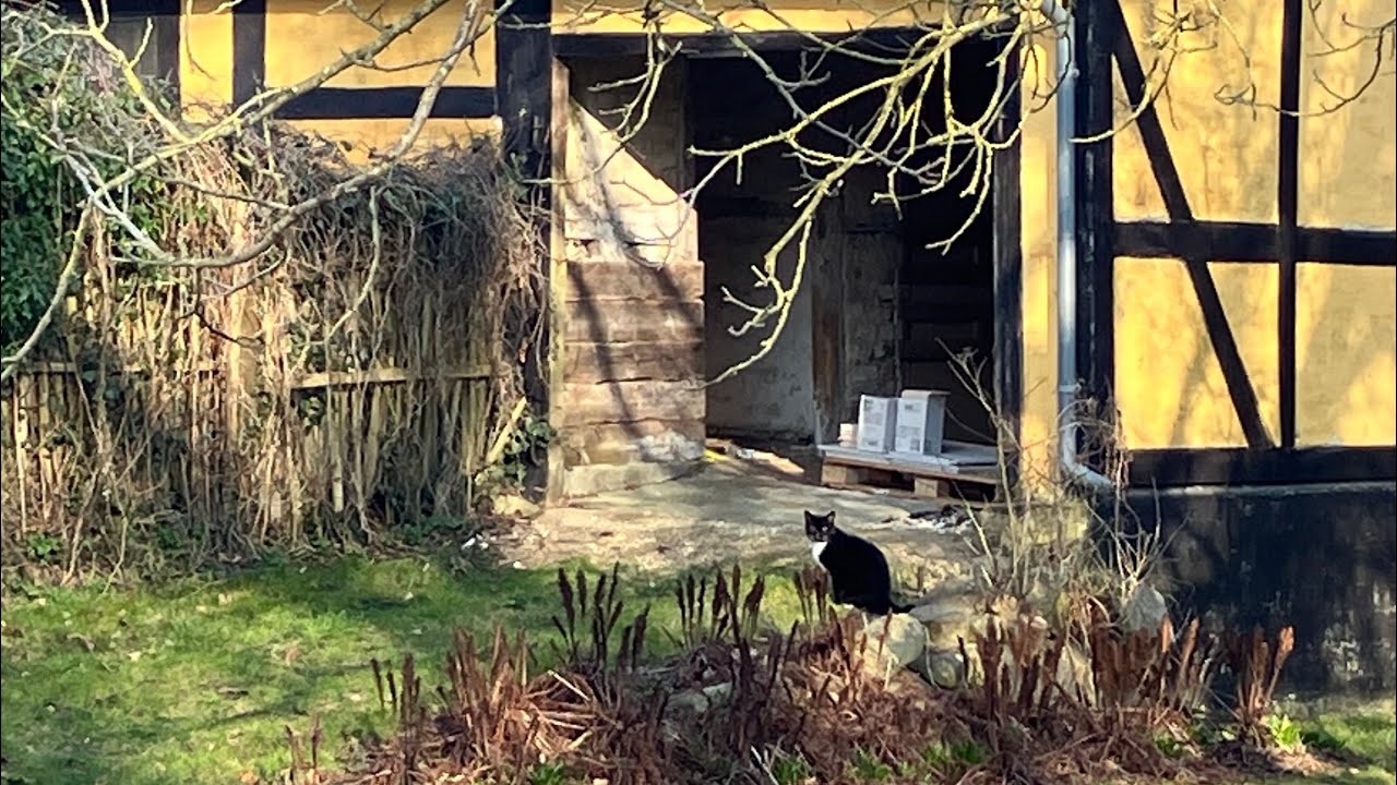 Meeting another (shy) tuxedo cat during walk