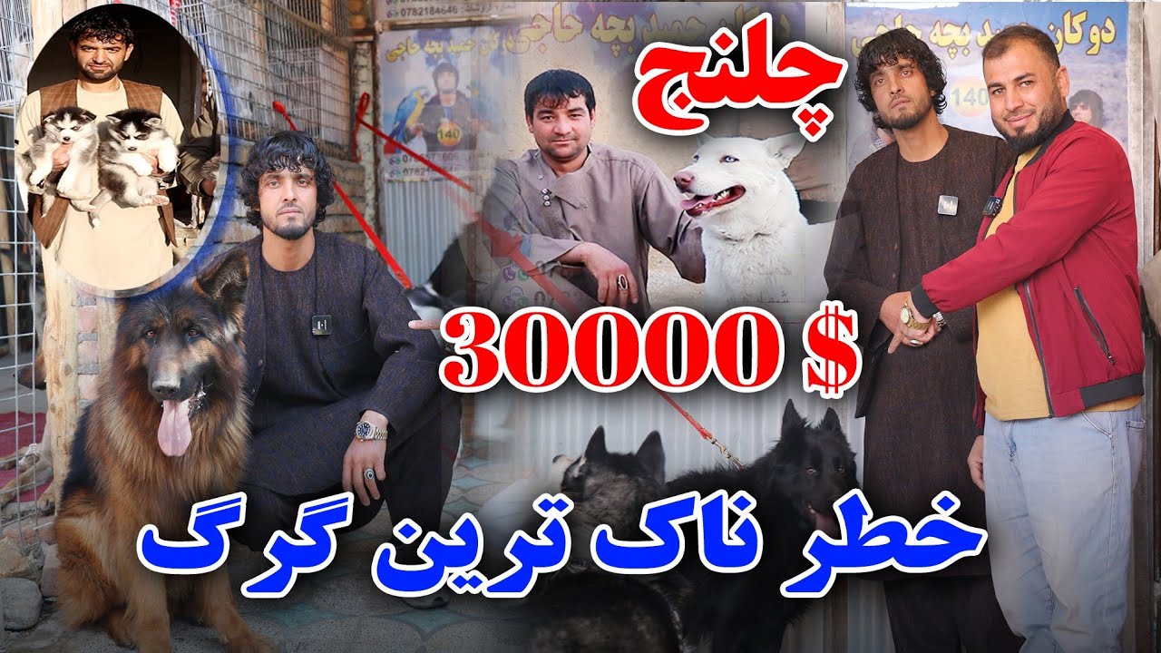 قیمت یک جوره طوطی(200,000A)گزارش ویژه از بازار گرگ فروشی حمید بچه حاجی قیمت یک گرگ من /$30,000
