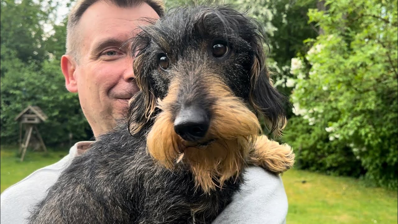 Cute dachshund escapes thunderstorm 😀 #TeddyTheDachshund