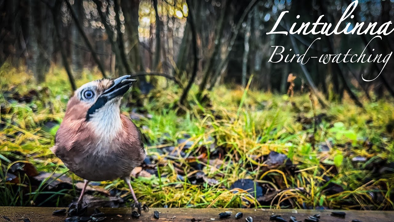 #birds #asmr #nature #birdwatching #wildlife #birdsounds #videoforcats