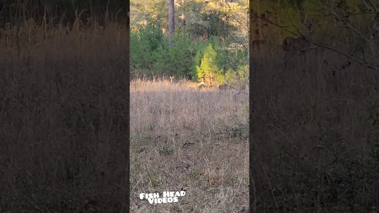 STALKING Deer on the Fish Head homestead! Can they just stay still for a minute?! 