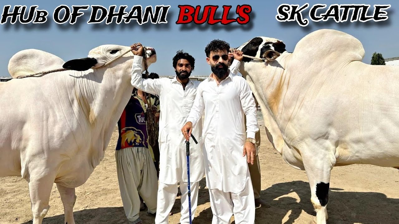 Hub of dhani breed | SK Cattle | Extreme biggest beauties - PART 1