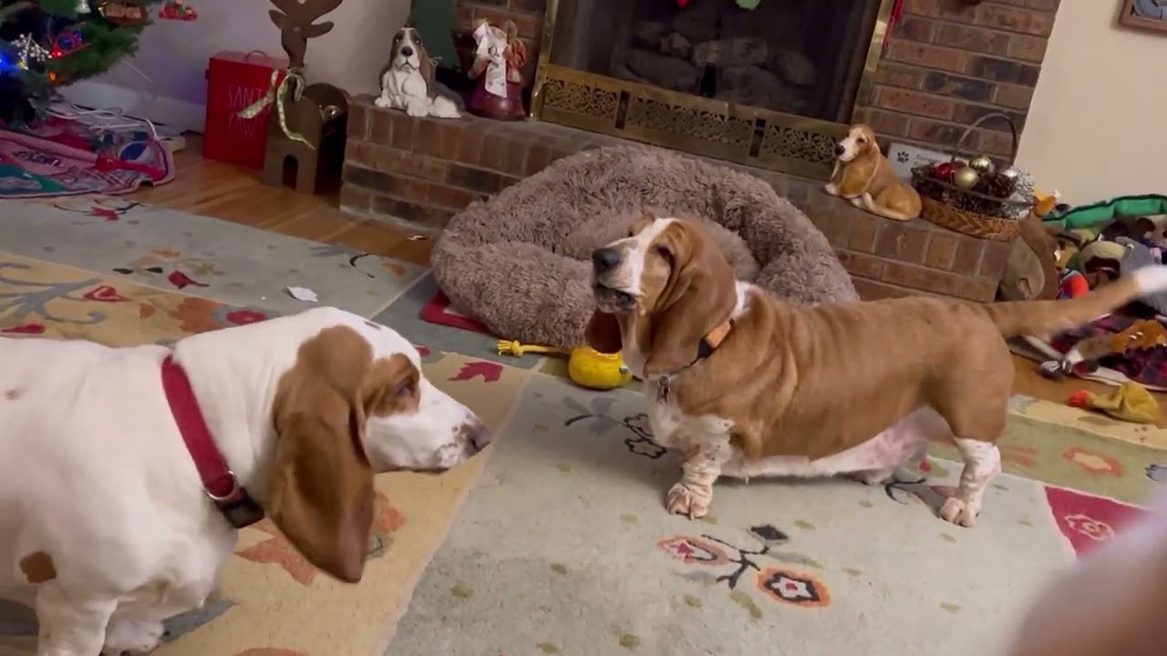 Playtime for Dudley