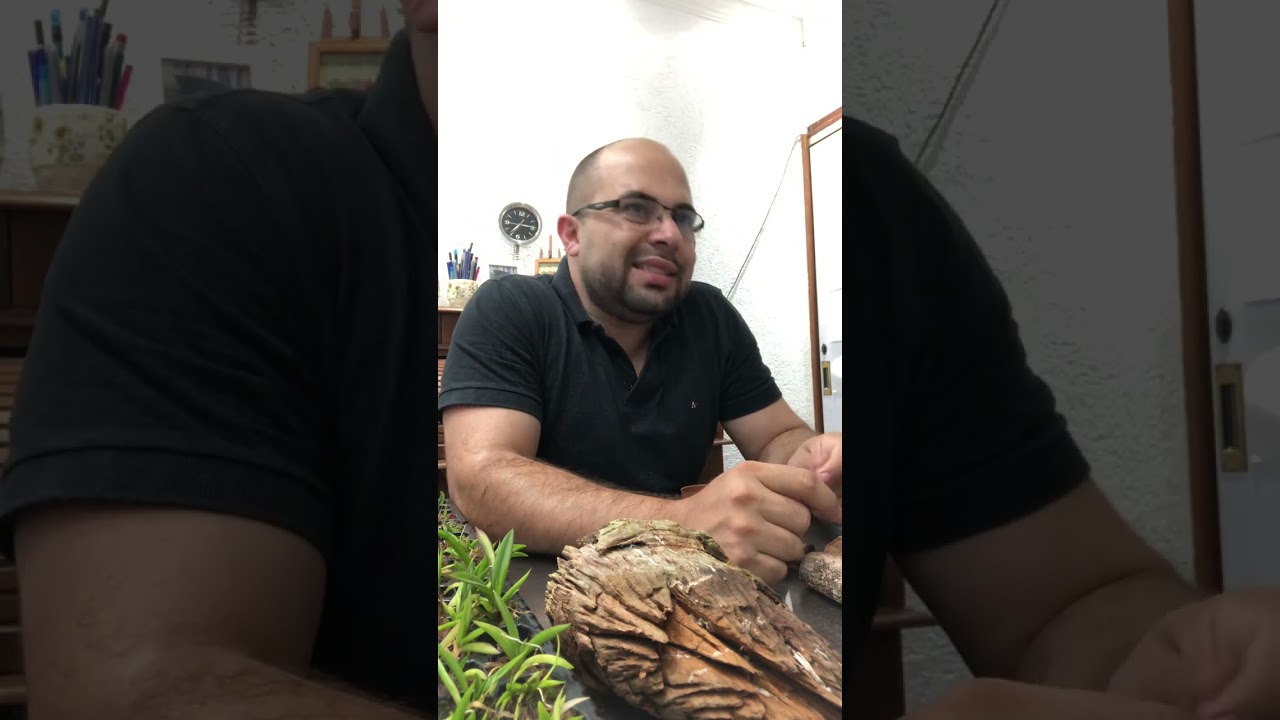 Live 04 - Ionopsis utricularioides, da bandeja para o vaso/toquinho