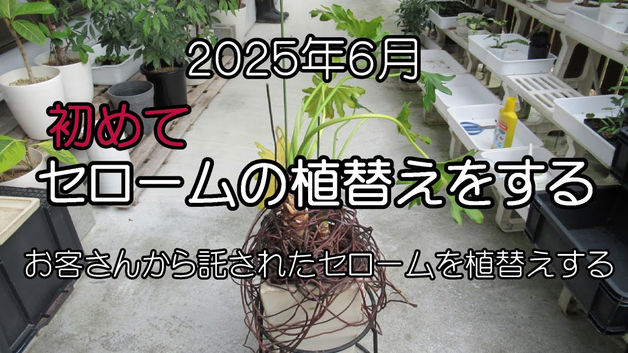 2025年６月【初めてセロームの植替えをする】お客さんから託されたセロームを植替えする。
