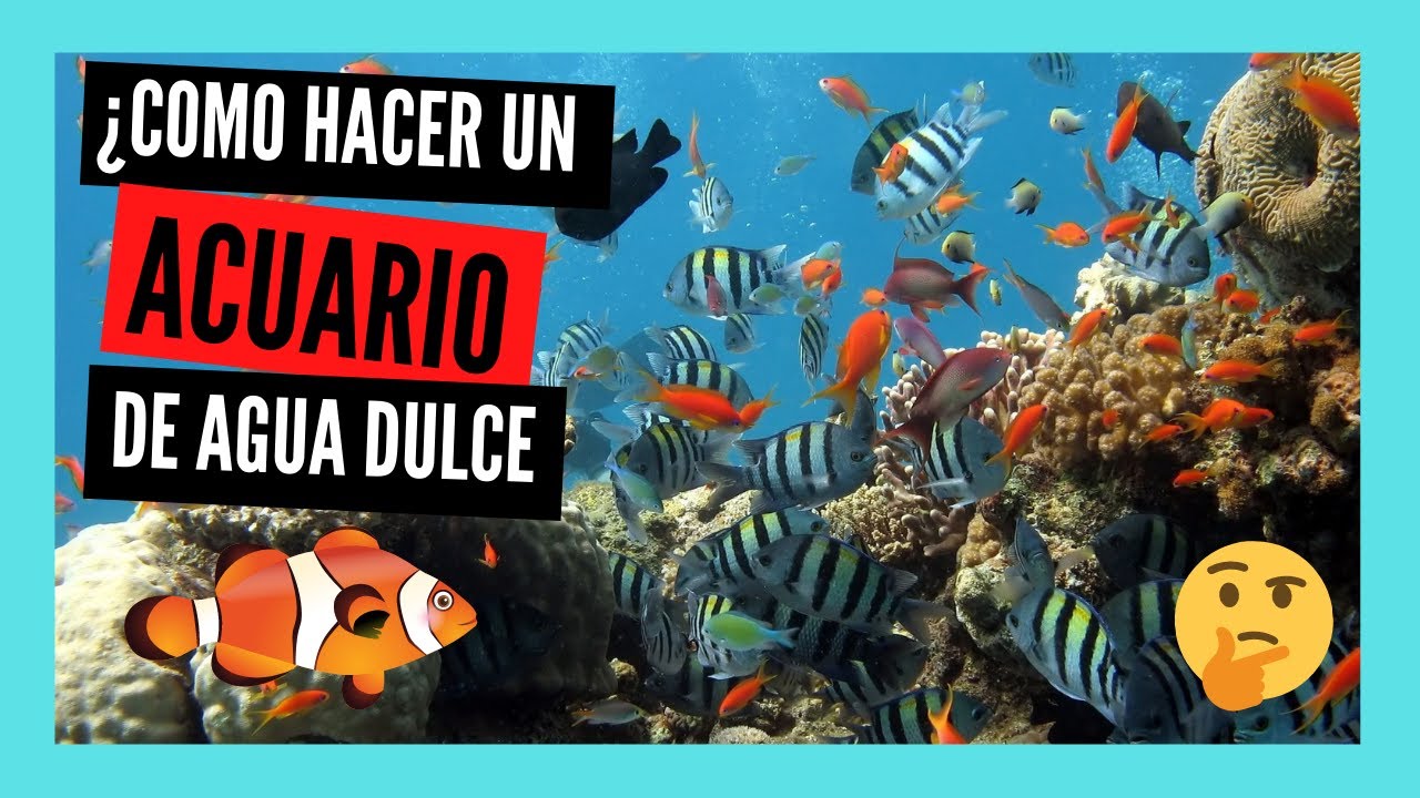 mi PRIMER ACUARIO de AGUA DULCE ¿QUÉ NECESITO?