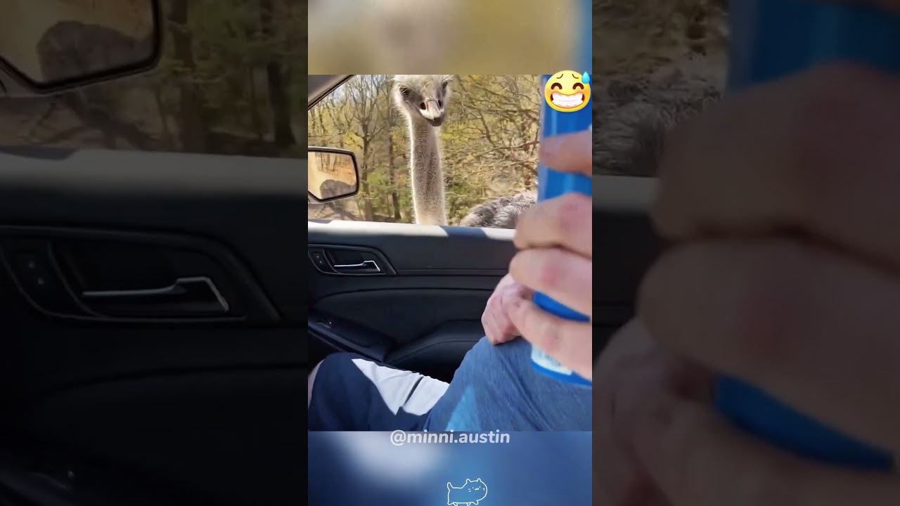 Scared but can&rsquo;t stop playing.#drivethrusafari #animal #funnyanimals #funnymoments