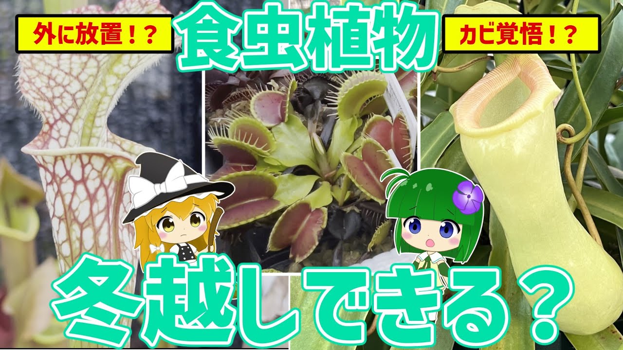 【夏に買った人必見】食虫植物は冬を越せる？～ハエトリソウやウツボカズラ等ホームセンターで買える食虫植物の冬支度を全部解説！～