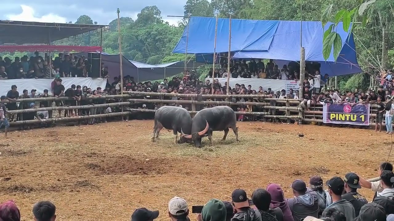 JALPOT KEL. BATUKIANAK (LOSE) VS JETSA'DAN KEL. GMS (WIN) || 27-12-2025 || Arena Mini Batukianak
