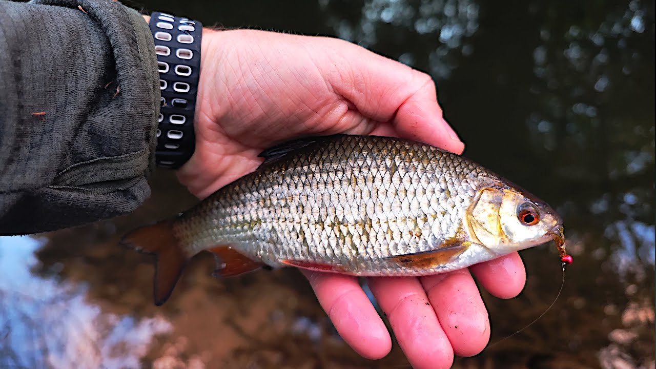 Avižadrebis upelyje ir Mifine Nano Jig Zero testas
