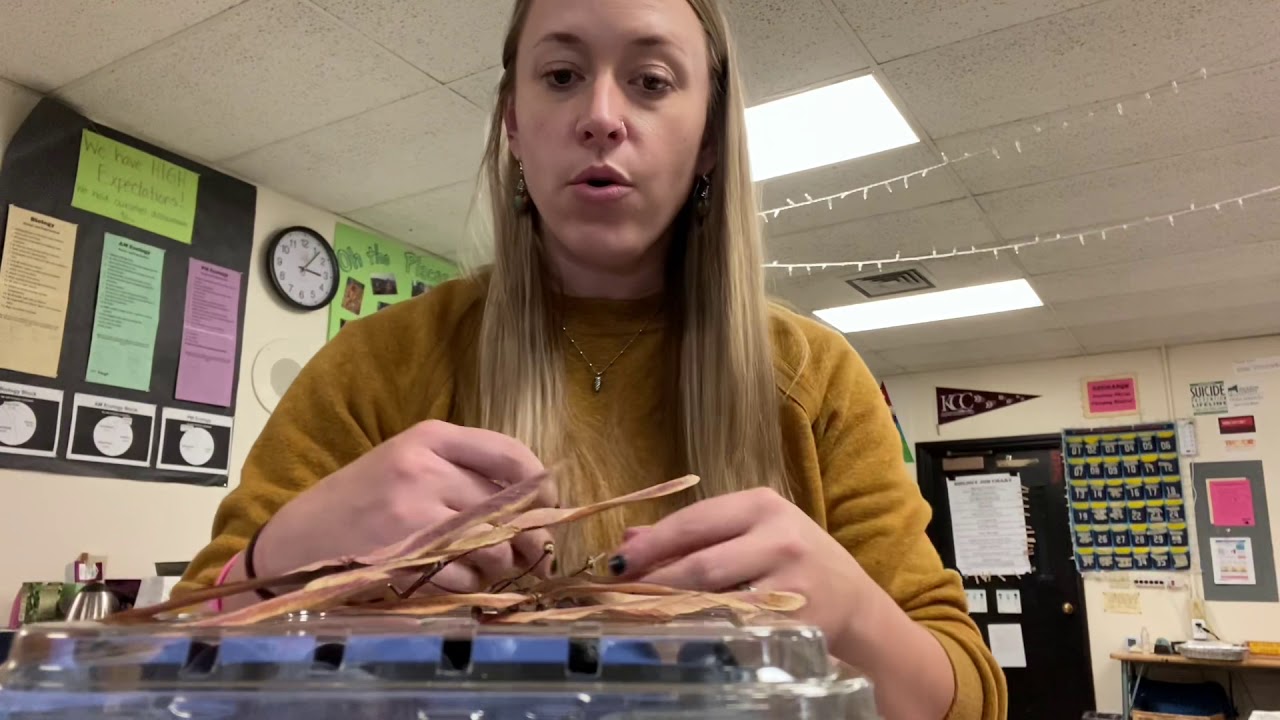 Station 3: Fruit & Seed lab
