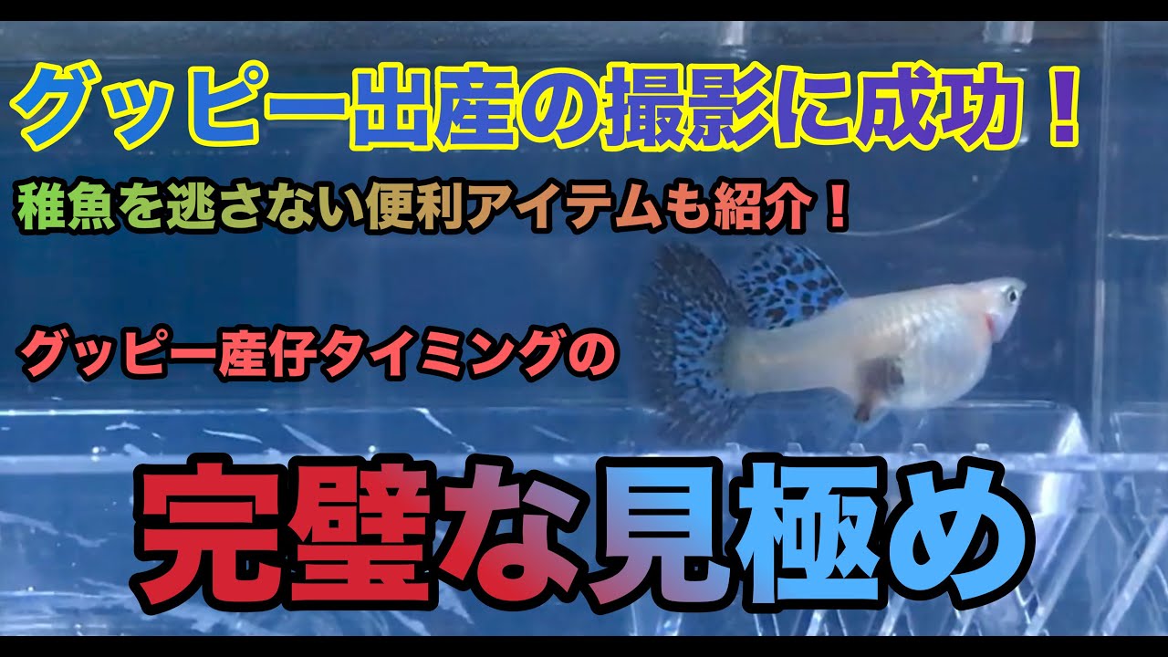 グッピーの出産第二弾！以前の波乱の経験を活かし産仔と向き合う回 後編