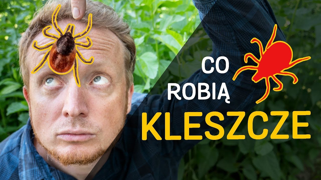 Kleszcze - kim/czym są? Co robią? - film z serii 