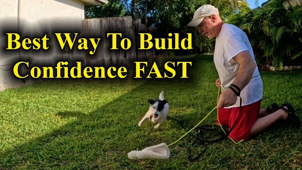 Building Confidence With Sensitive 11-Month-Old Jack Russell Terrier