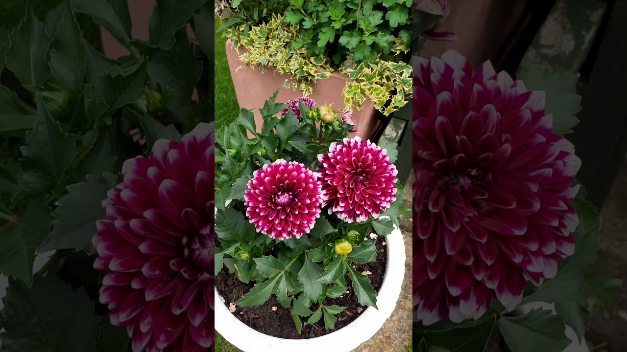 2020 අපේ ගෙදර මල්, එලවළු, පලතුරු වගාව (3 කෙටස)