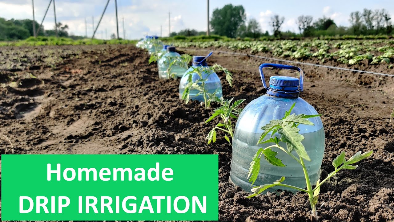 Simple & Quick Drip Irrigation System for Growing Tomatoes
