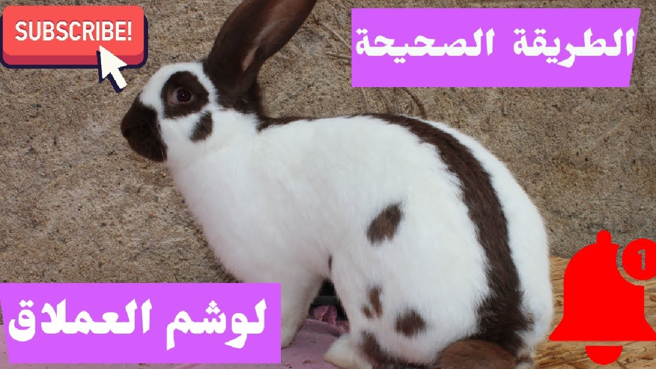 لأول مرة في المغرب طريقة وشم الأرانب العملاقة 🐰