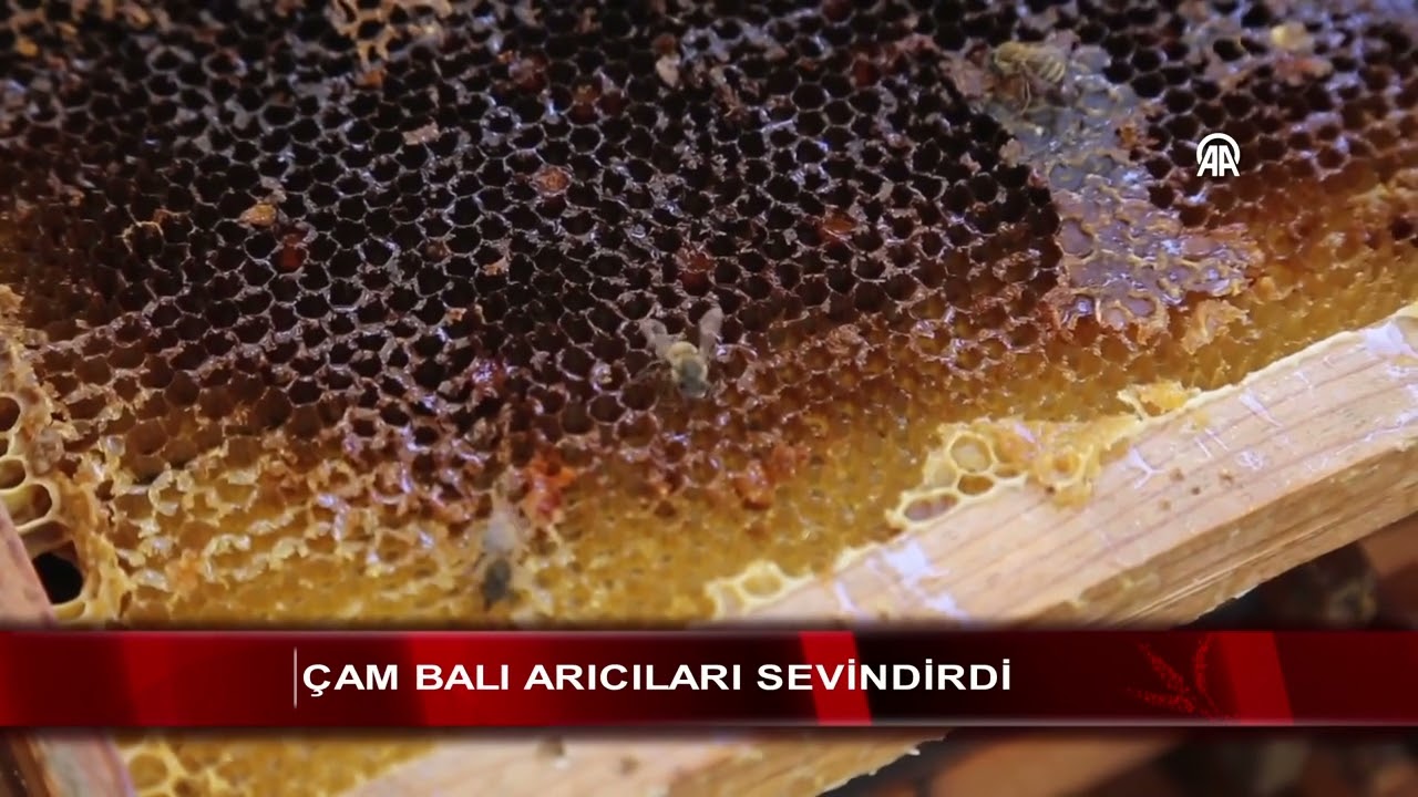 Çam balı arıcıları sevindirdi