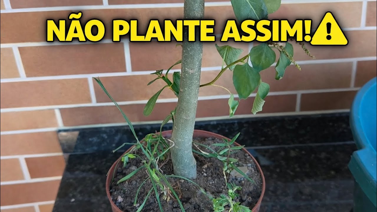 NÃO PLANTE ASSIM! Olha a solução de BARRAGEM  que fiz para salvar a Rosa do Deserto 😱