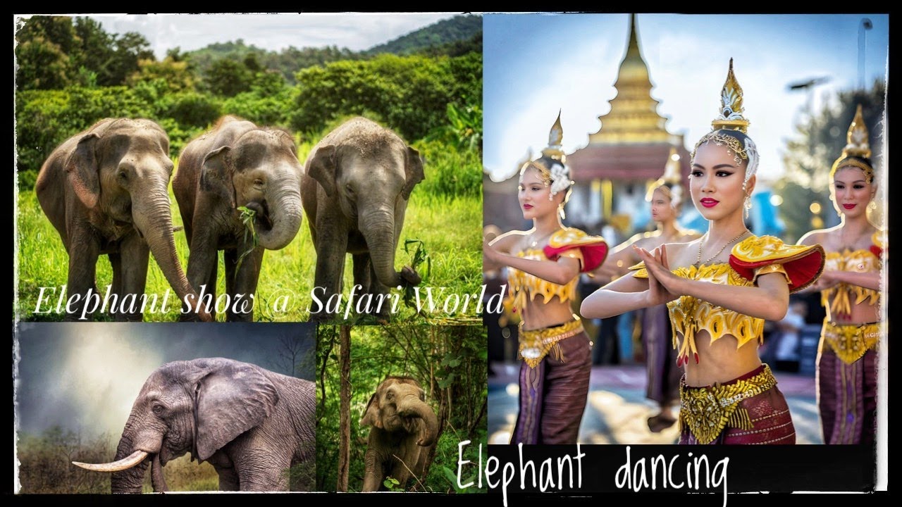 Elephant show @ Safari world ,BANGKOK 2024 ആനകളുടെ DANCE കണ്‌ടാലോ || Thailand must visit attractions