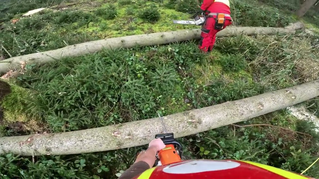 Fichten schlagen mit Stihl MS 462 und BaSt- Ing Fällkeil