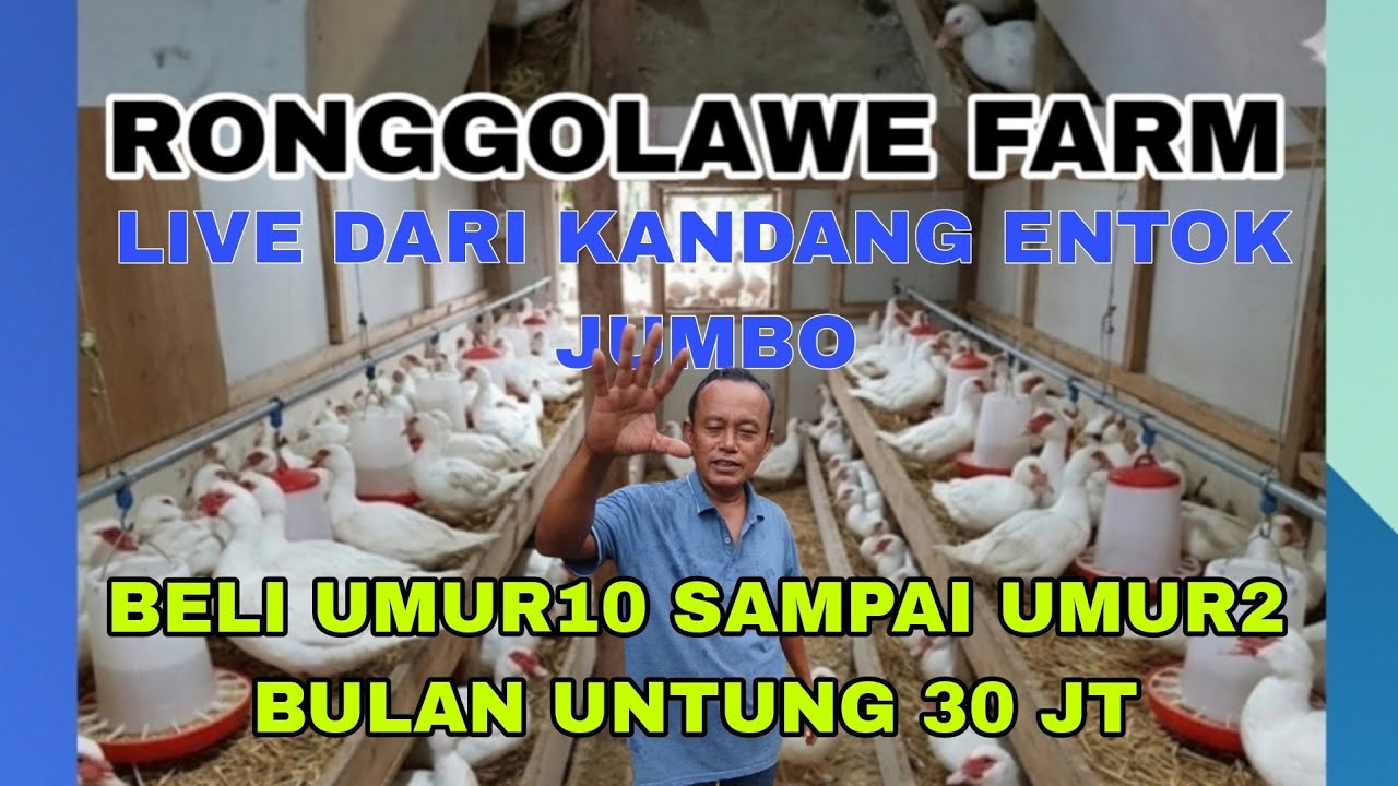 PEMBESARAN MODAL 20 JUTA 2 BULAN UNTUNG 30 JUTA#ENTOKJUMBO #PAKANENTOK #ENTOKRAMBIN
