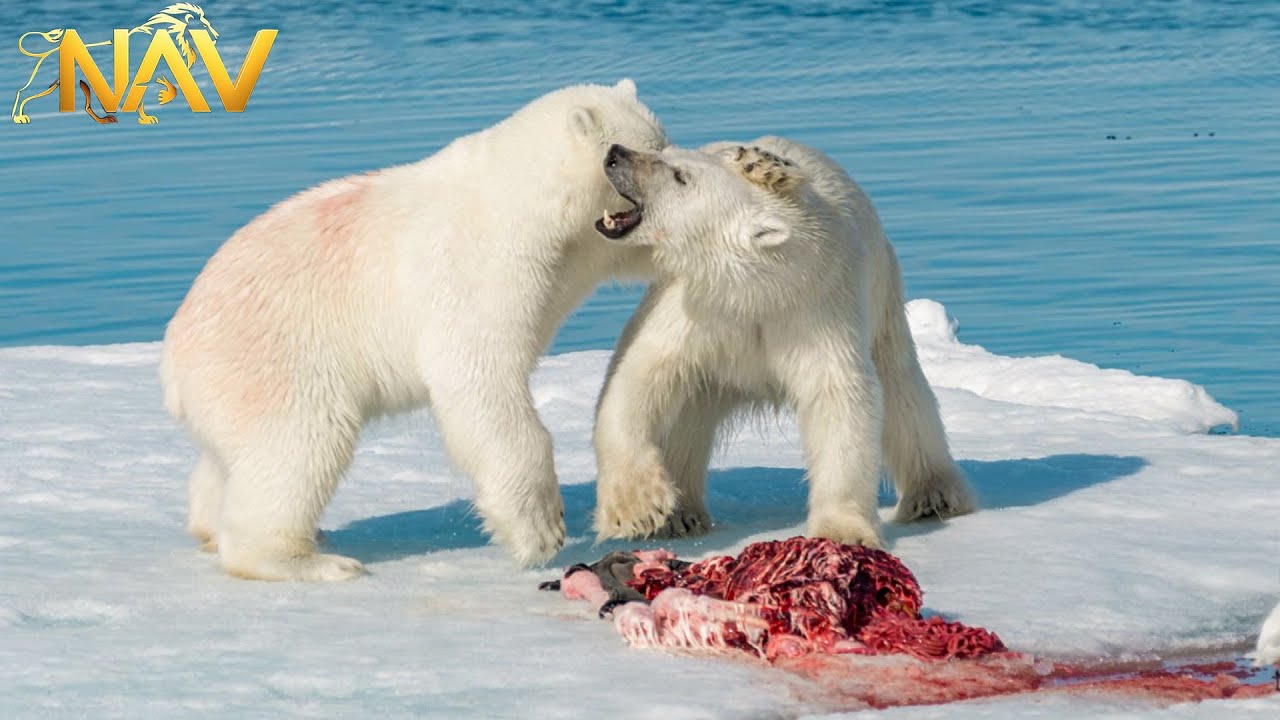 WILD ARCTIC | The Untold Stories of Survival in the Ice | Wild Animals
