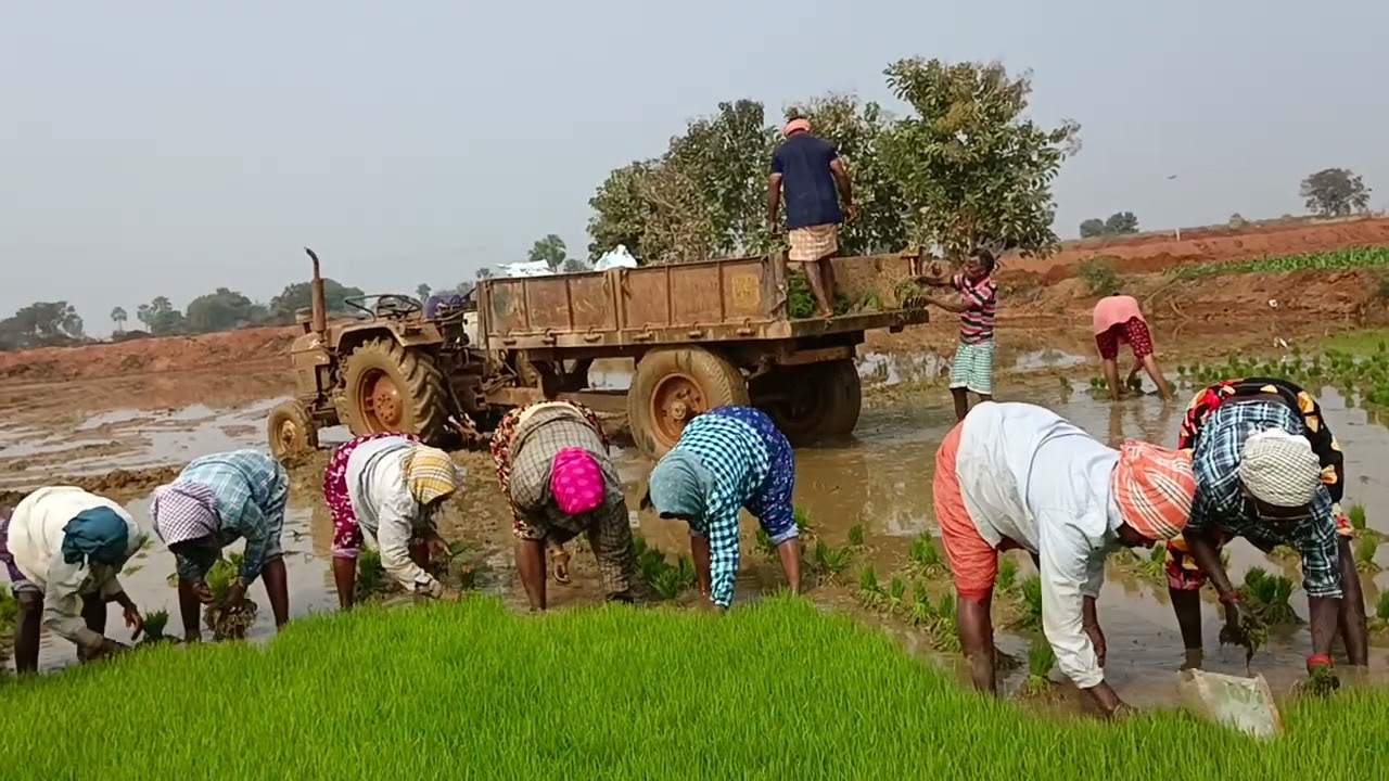 పొలం పనుల్లో భాగంగా యాక లక్ష్మి సోమల బృందం వరి నారు పల్లె పాట