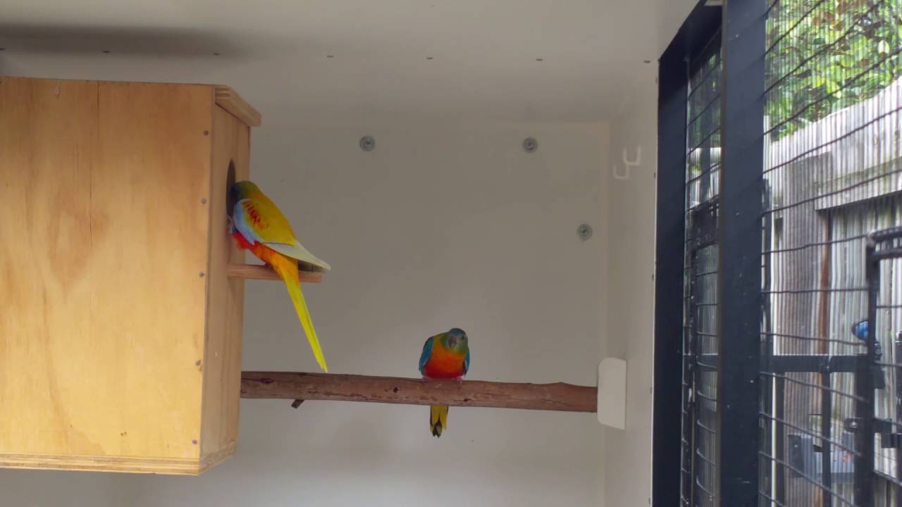 Turq pair at nest box