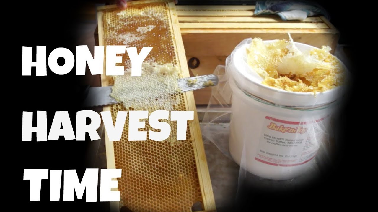 Watch Me Extract Honey from My Bee Frames  -- Bee Vlog#16, 2018