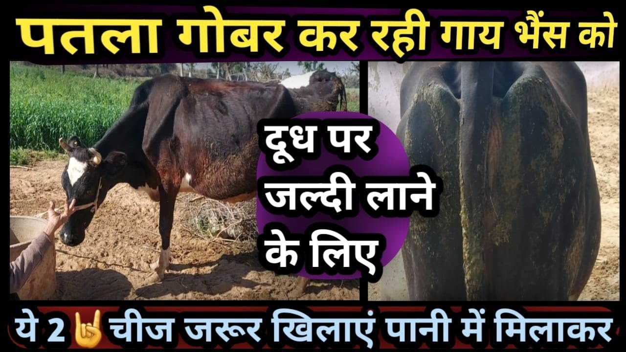 पतला गोबर कर रही गाय भैंस को दूध पर जल्दी लाने के लिए ये 2 ✌️चीज जरूर खिलाएं Dudh Par laane ke