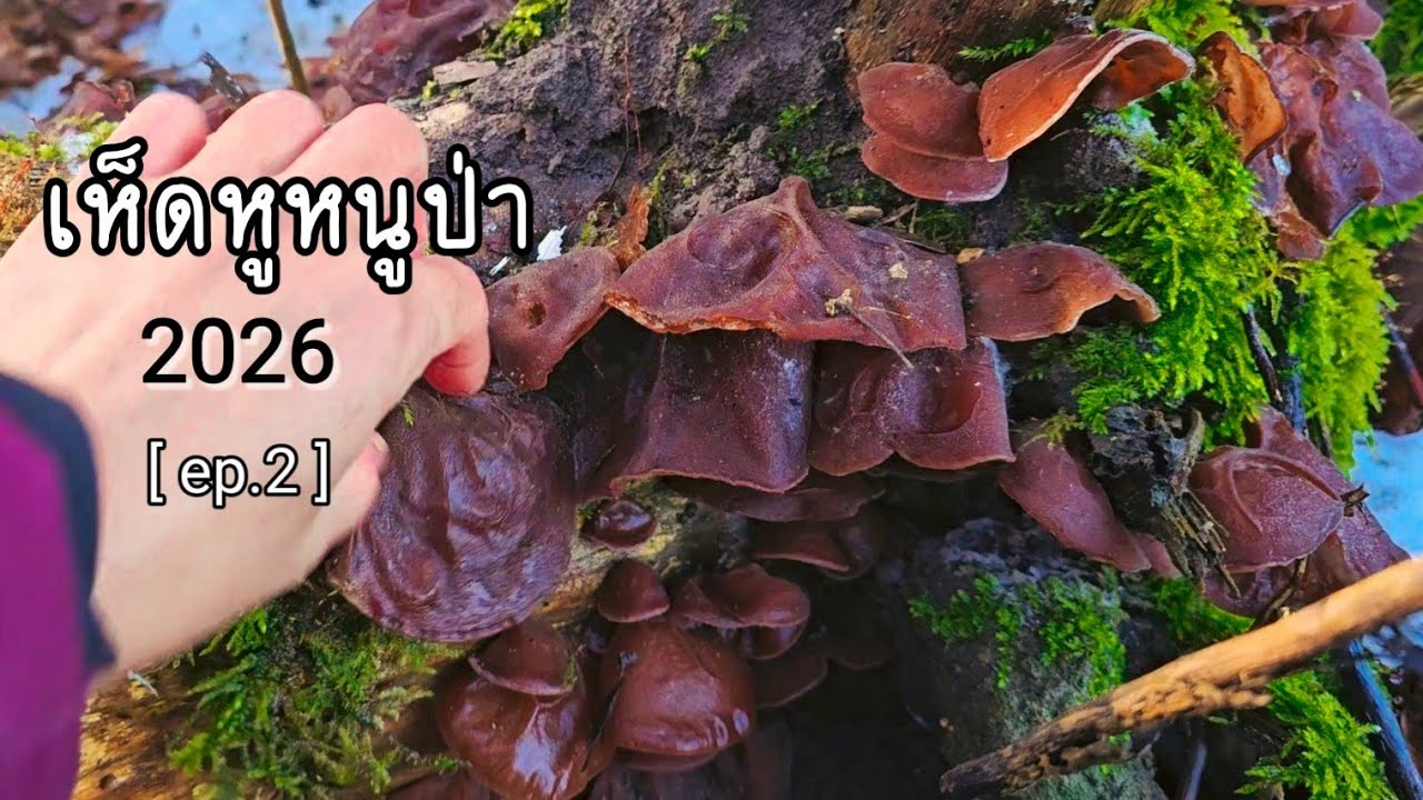 เก็บเห็ดหนู จากธรรมชาติ ดกเต็มต้น ดอกใหญ่สวยๆ  |เก็บเห็ดต่างประเทศ 