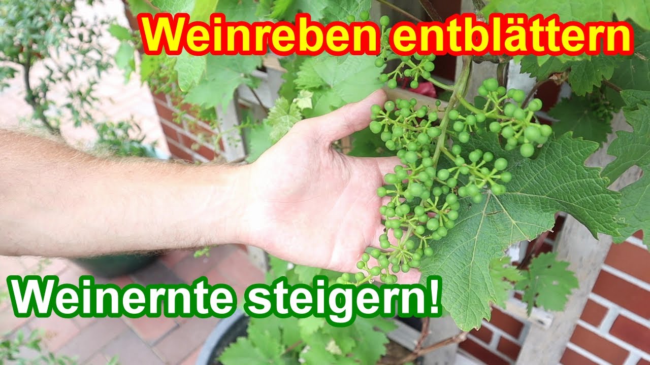 WICHTIG - Weinreben entbl&auml;ttern & entlauben - Warum du Wein ausd&uuml;nnen musst!