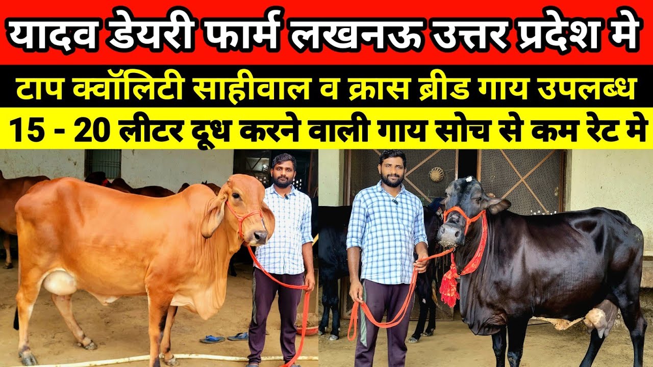 यादव डेयरी फार्म पर टाप क्वॉलिटी दुधारू गाय बिक्री के लिए उपलब्ध || yadav dairy farm lucknow #cow 