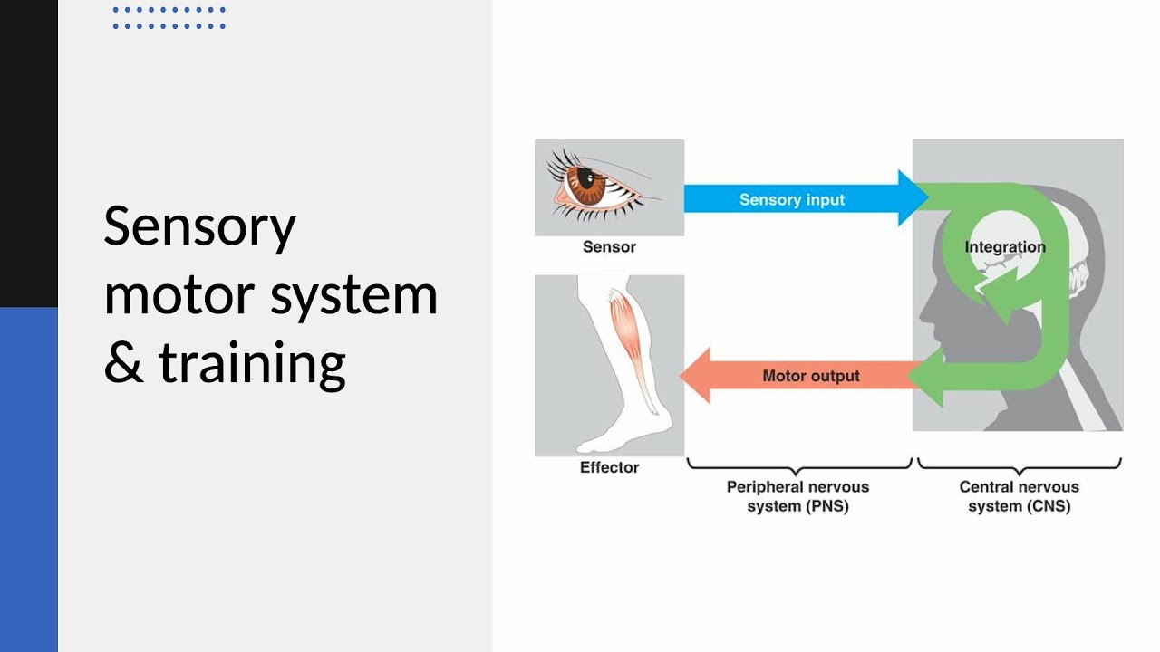 Sensory Motor System and Training;  The facts that pain doctors should know about