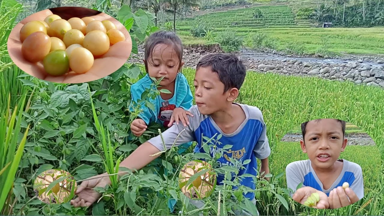 Berburu Buah Ciplukan Liar - Buah Mahal Tapi Gratis || Rahman Azzah